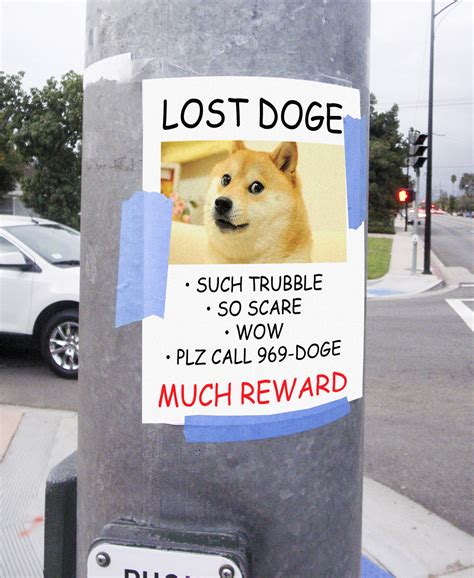 Lost Doge Doge Know Your Meme