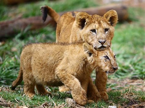 Photos A Look At Lion Cubs Born In Captivity Gulf News Jawawuts