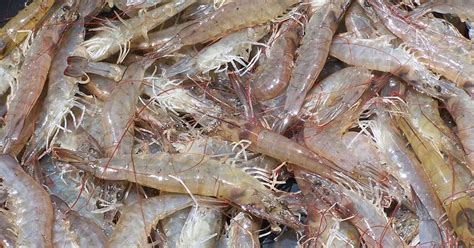 Nine Thai Shrimp Farms Enroll In Ibap News World Fishing
