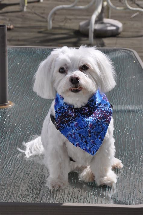 Picture Of Lucky The Maltese Dog Taken After Grooming Pho Flickr