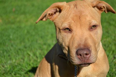 22 Pitbull Mixes That Are Amazing And Adorable With Pictures Pet Keen