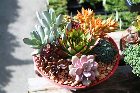 How To Make Succulent Container Gardens Midwest Living