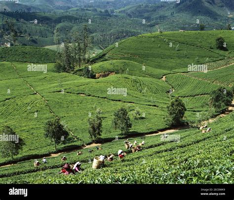 Asia Sri Lanka Nuwara Eliya Women Picking Tea Leaves In Tea
