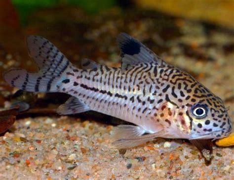 Julii Corydorus Catfish For Sale Online Aquarium Fish For Sale Azgardens