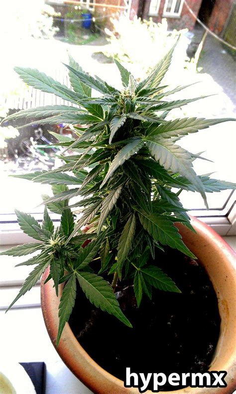 Auto Flowering Cannabis Strains Guide Plus How To Get Better Yields