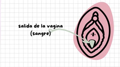 Sabías que la vulva tiene 6 orificios Conoce sus nombres
