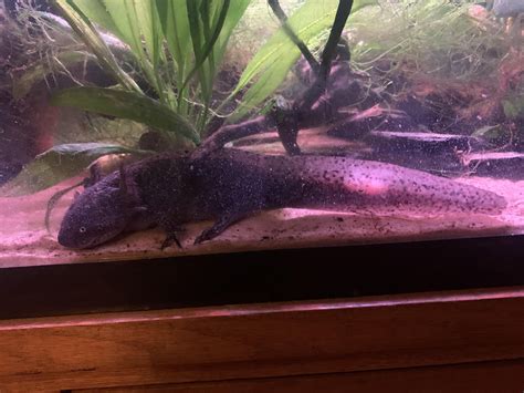Weird Patch On Axolotl Almost As If The Pigment Has Disappeared Any