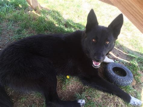 My Border Collie German Shepherd Mix That I Just Adopted From The