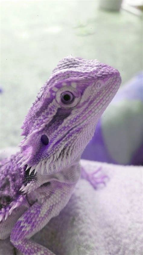 Purple Bearded Dragon In 2020 Bearded Dragon Care Bearded Dragon
