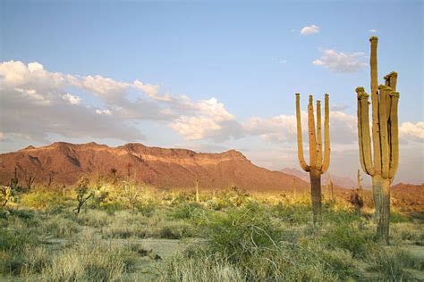 Best Sonoran Desert Stock Photos Pictures And Royalty Free Images Istock
