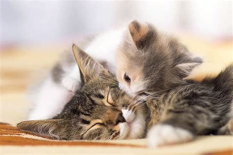 Little Kiss Cute Sleep Cat Kitten Kiss Animal Sweet Pisica Hd
