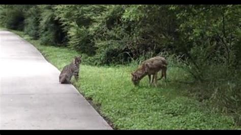 Bobcat Vs Coyote Fight Caught On Video