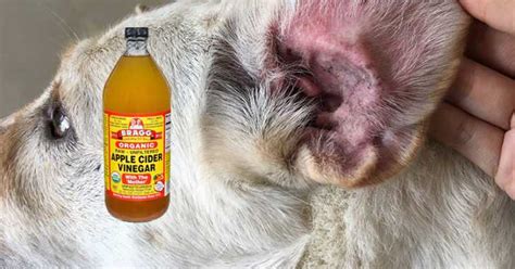 Apple Cider Vinegar For Dogs Healthy Holistic Living