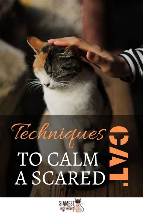 How To Calm Down A Scared Cat