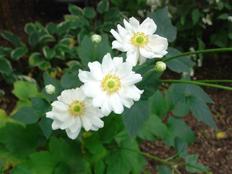 Fall Blooming Perennials What Grows There Hugh Conlon