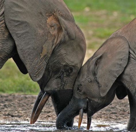 dozens of elephants killed near botswana wildlife sanctuary new zealand geographic