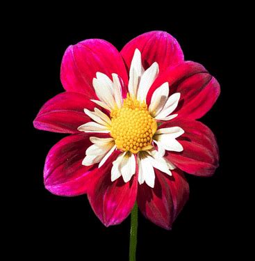Flower Flora Petals Free GIF On Pixabay Pixabay