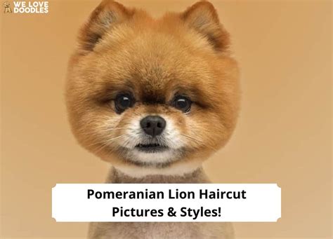 Pomeranian Lion Haircut Pictures And Styles 2023 We Love Doodles
