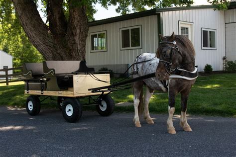 Miniature Pony Carts Everything You Need To Know