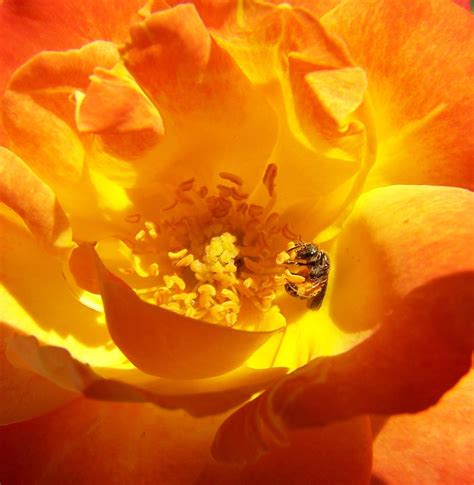 Bee In Rose Smithsonian Photo Contest Smithsonian Magazine