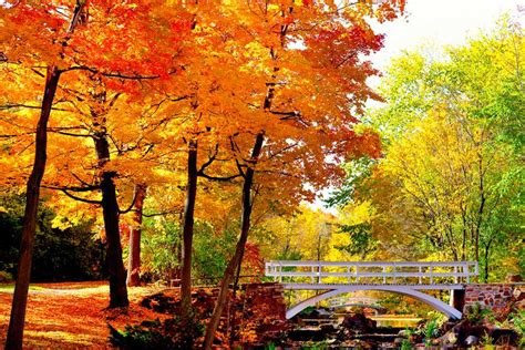 The Best Places To See Fall Foliage In Montreal