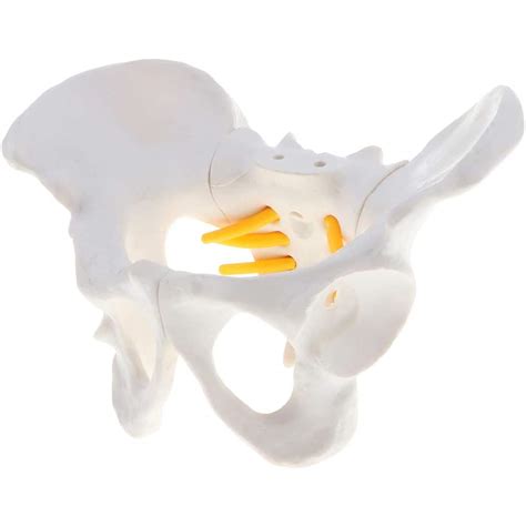 Buy Xiezi Anatomical Model Female Pelvis Skeletal Model Medical
