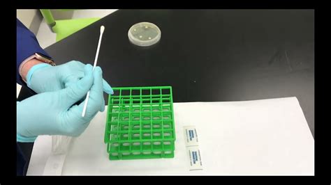 Creating A Confluent Lawn Of Bacteria On An Agar Plate Youtube
