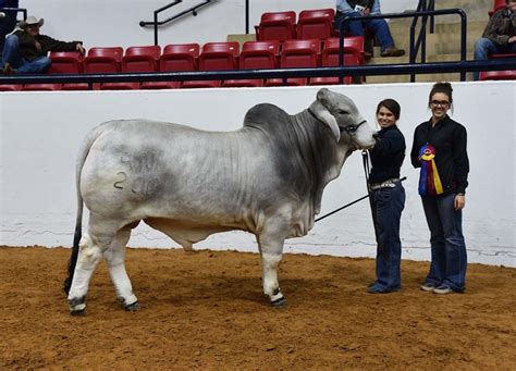 The brc brahman bull battery consistently produces the most exquisite brahman champions in the world. Brahman Bulls - 4N Ranch