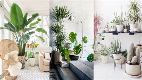 Plant decoration in the living room is one of the most usual choices of interior décor across the one of the major factors that motivate people to pick home decor plants is the dash of freshness and. How To Pair Plants With Your Living Room Decor! | Santa ...