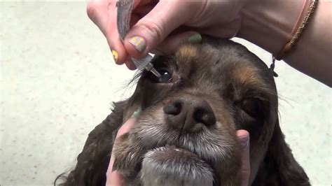Giving Eye Drops Or Ointment To Your Dog Youtube
