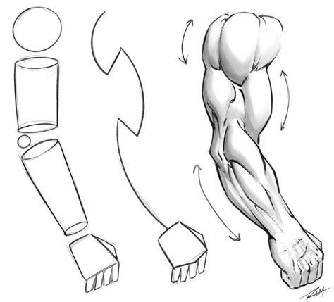 Drawing An Arm Tutorial By Robertmarzullo Arm Anatomy Anatomy Tutorial Anatomy Sketches