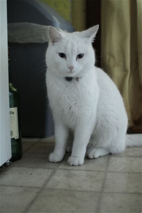 White Female Cat Lost In Cork Munster Lost And Found Pet Helpline