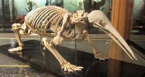 Echidna Skeleton