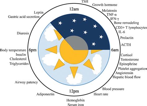 Diversity Of Circadian Rhythms In Human Physiology The Peak Time Or