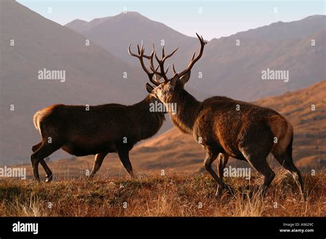 Wild Red Deer Stags Cervus Elaphus Fighting In Scottish Highlands With