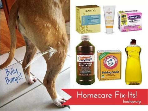 Famous How To Get Rid Of Dog Hives Home Remedies References