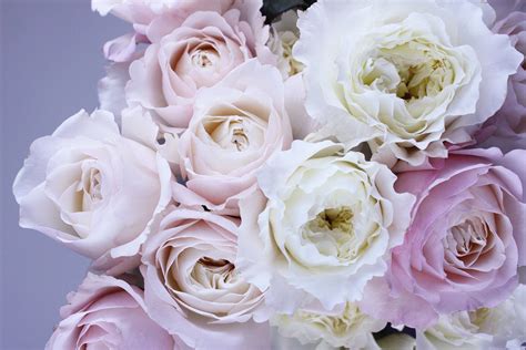 Free Images Petal Romance Pink Floristry Flowering Plant Garden