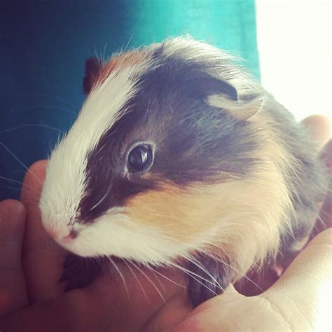 Chocolate Male Short Hair Crested Guinea Pig In Nsw Petrescue