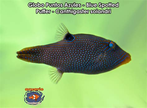 Globo Puntos Azules Blue Spotted Puffer Canthigaster Solandri