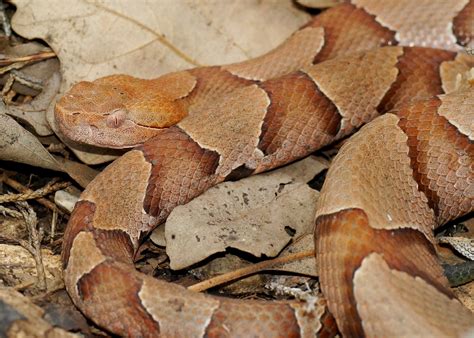 What Does A Small Copperhead Snake Look Like Snake Poin