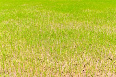 Green Rice Field Stock Photo Image Of Cloud Meadow 75525696