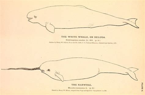 10 Playful Facts About Beluga Whales Mental Floss