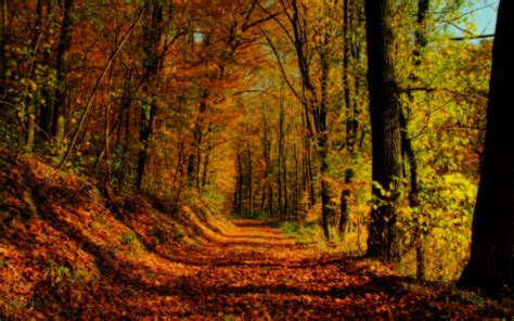 Free Download Autumn Forest Scenery Wallpaper 1920x1200 28999