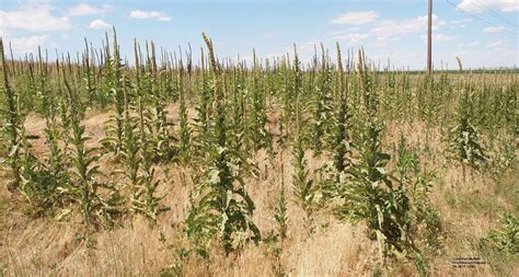 Select your state to view the common weeds found where you garden. Common Mullein, an Invasive Weed on Nebraska's Horizon ...
