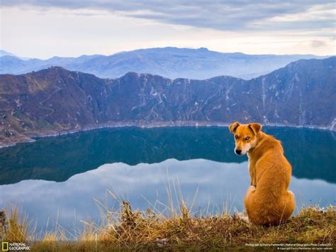 Dog Lake Reflection Mountains Hd Wallpaper Nature And