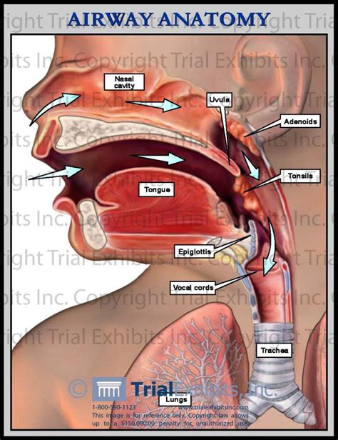 29 Best Ent Ears Nose Throat Images On Pinterest Ear Ears And Medicine