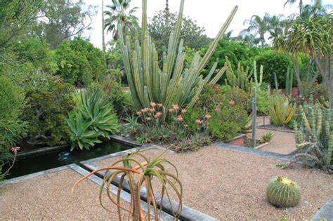 Plantas de cactus y suculentas todos los departamentos libros y audible originals alexa skills amazon pharmacy amazon warehouse aparatos apps y juegos arte, manualidades y costura auto bebé belleza celulares y accesorios dispositivos amazon libros música ropa. Cactus y suculentas para jardines y patios de exterior ...