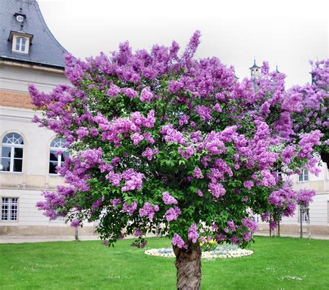 9 Helpful Tips For Growing A Beautiful Lilac Tree At Home Garden And