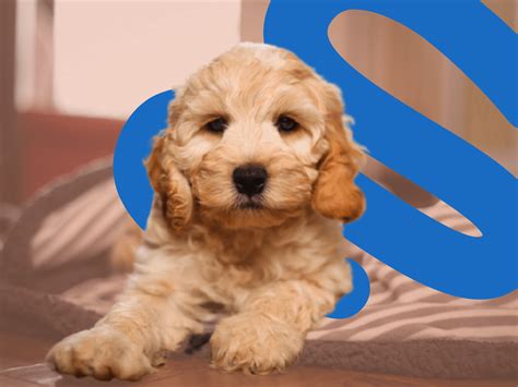 How To Train A Cockapoo Puppy The Ultimate Guide Zigzag Puppy