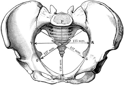 Pelvic Inlet Clipart Etc